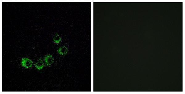 Immunofluorescence analysis of MCF7 cells, using OR10A5 Antibody