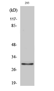 a15013 or10j1 primary antibodyes wb testing 1