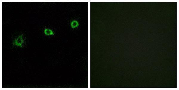 a15016 or1n1 primary antibodies if testing 1