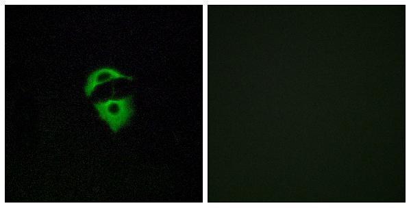 a15018 or2d2 primary antibodies if testing 1