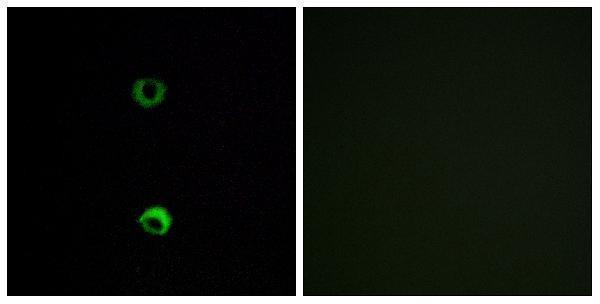 Immunofluorescence analysis of MCF7 cells, using OR3A2 Antibody