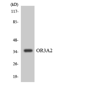 Western blot analysis of the lysates from COLO205 cells using OR3A2 antibody
