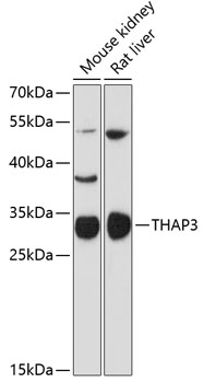 a15034 thap3 primary antiboties wb testing 1
