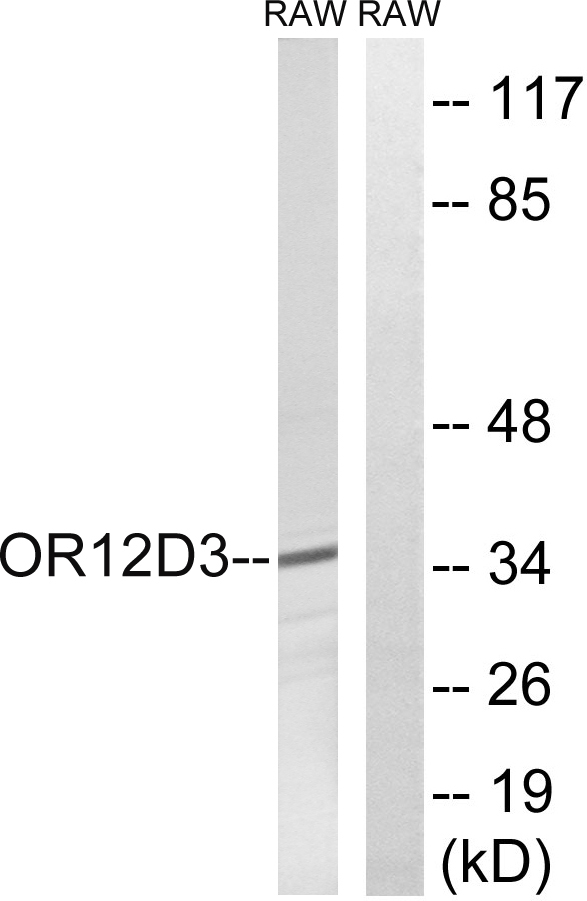 Western blot analysis of lysates from RAW264