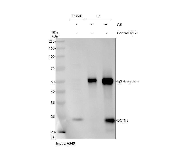 a15043 dctn6 primary antibodies ip testing 1