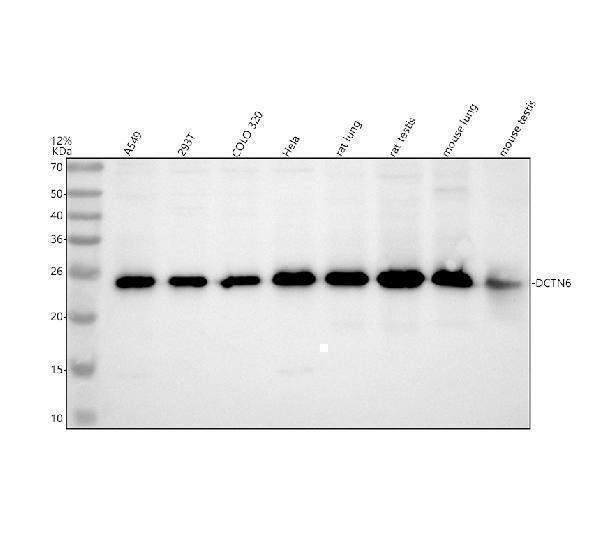 a15043 dctn6 primary antibodies wb testing 1