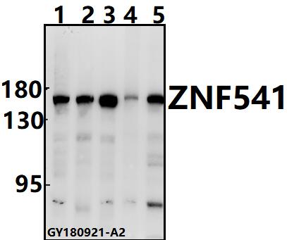 a15047 1 znf541 primary antiboties wb testing 1