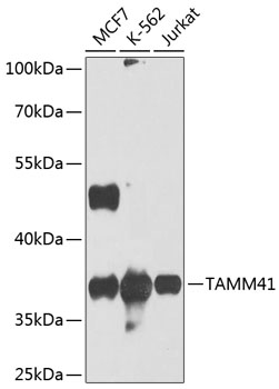 a15054 tamm41 primary antiboties wb testing 1