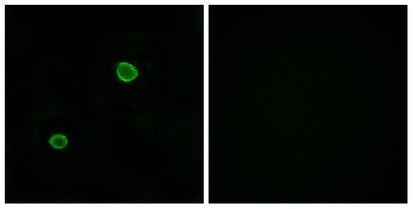 a15071 apol4 primary antibodies if testing 1