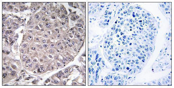 a15071 apol4 primary antibodies ihc testing 3
