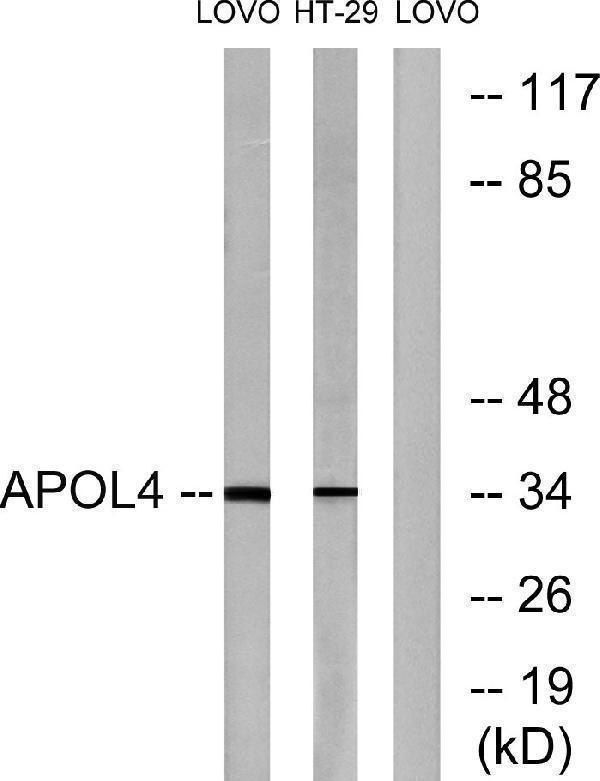 a15071 apol4 primary antibodies wb testing 2