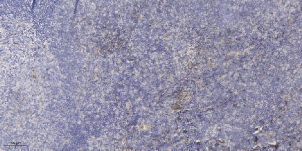 Immunohistochemical analysis of paraffin-embedded human tonsil