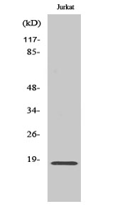 Western Blot analysis of various cells using Neuromedin-S Polyclonal Antibody diluted at 1:1000