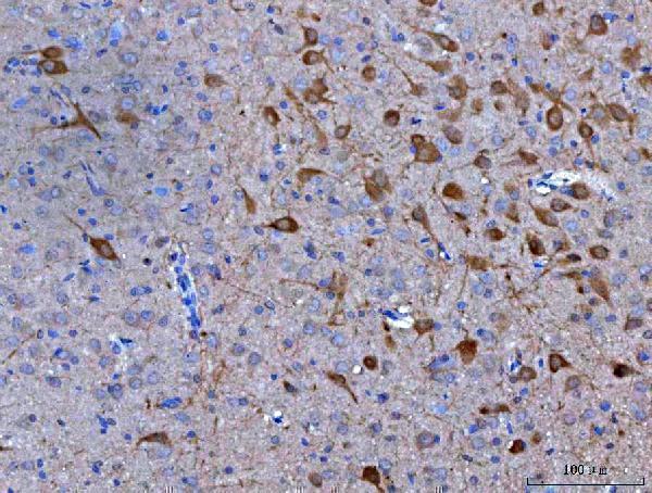  IHC analysis of Nms using anti-Nms antibody (A15072-3)