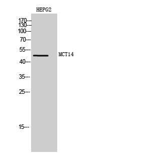 a15084 slc16a14 primary antibodyes wb testing 1