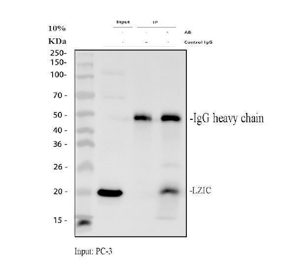 a15087 lzic primary antibodies ip testing 1