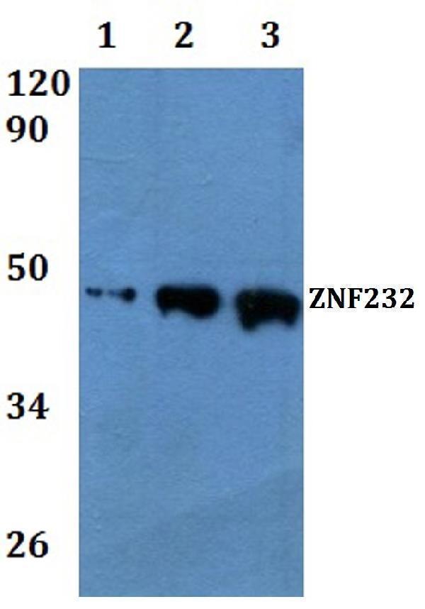 a15088 1 znf232 primary antiboties wb testing 1