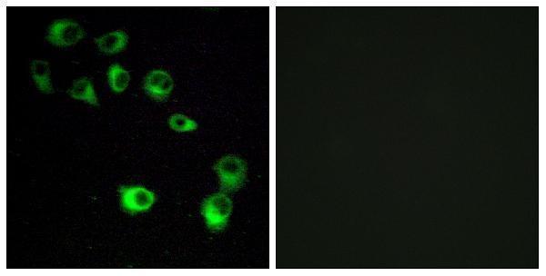 a15094 vn1r4 primary antibodies if testing 1