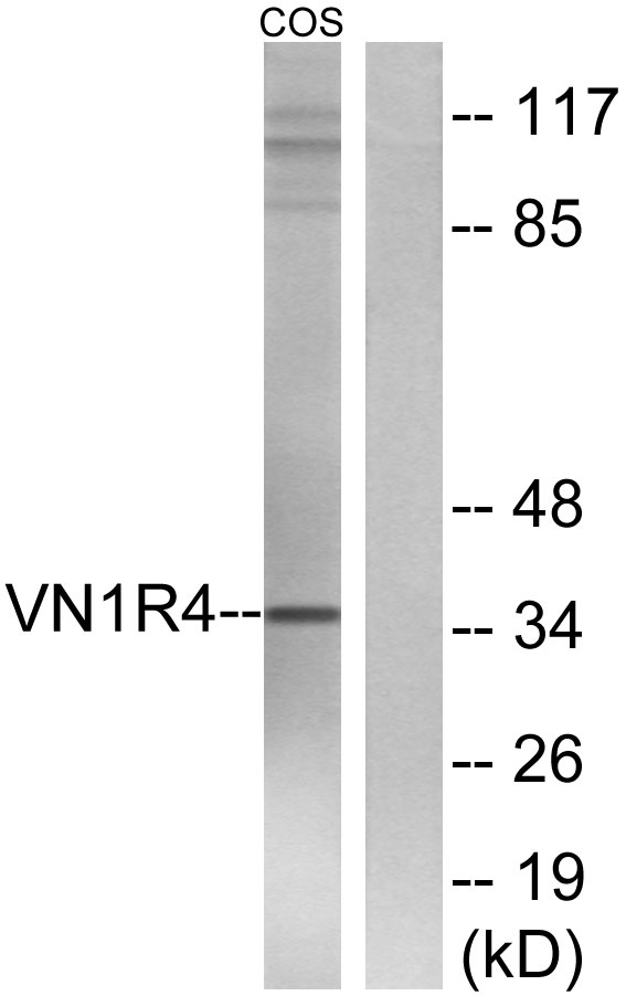 a15094 vn1r4 primary antibodies wb testing 2