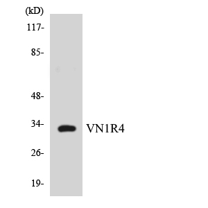a15094 vn1r4 primary antibodies wb testing 3