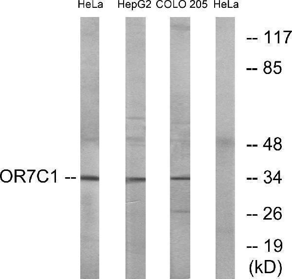 Western blot analysis of lysates from HeLa, HepG2, and COLO cells, using OR7C1 Antibody