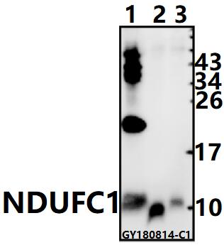 Western blot (WB) analysis of NDUFC1 pAb at 1:500 dilution
Lane1:HEK293T whole cell lysate(40ug)
Lane2:The Kidney tissue lysate of Mouse(5ug)
Lane3:The Brain tissue lysate of Rat(5ug)