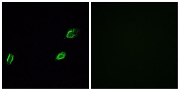 a15100 olfml2a primary antibodyes ihc testing 3