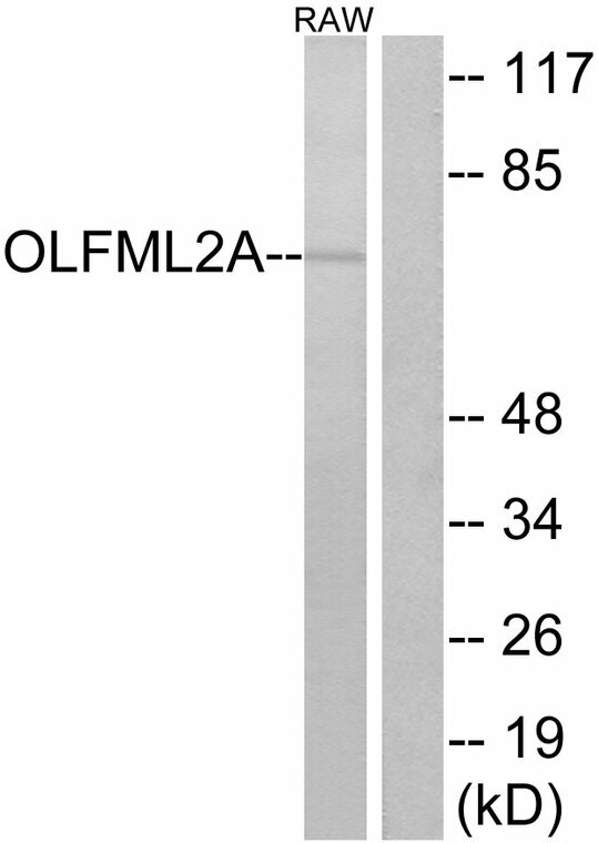 a15100 olfml2a primary antibodyes wb testing 2