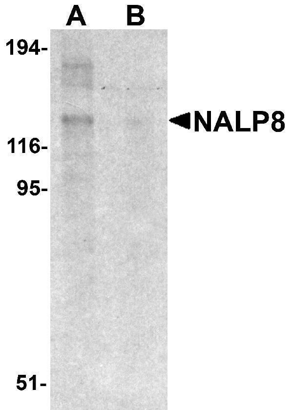 a15112 nlrp8 primary antibodies wb testing 1