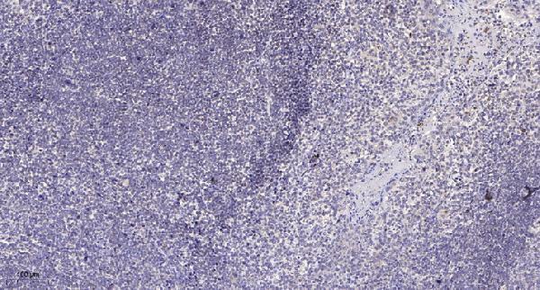 a15125 1 mrpl49 primary antibodies ihc testing 1