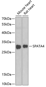 a15127 1 spata4 primary antiboties wb testing 1