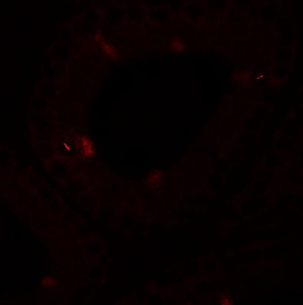 a15127 spata4 primary antibodies if testing 3