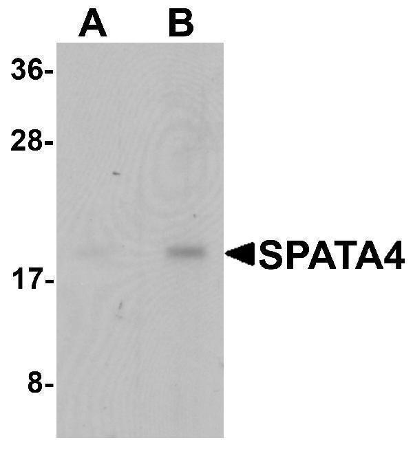 a15127 spata4 primary antibodies wb testing 1