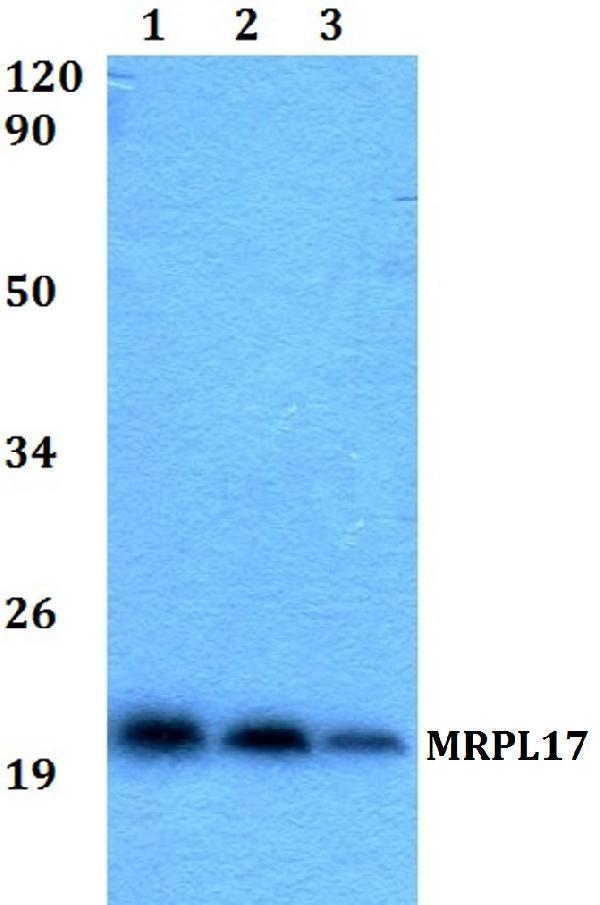 a15134 mrpl17 primary antiboties wb testing 1
