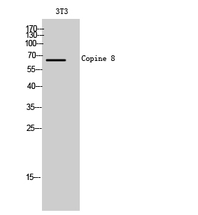 a15136 2 cpne8 primary antibodies wb testing 2