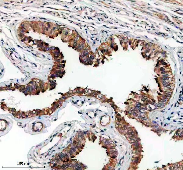 a15137 dnajb13 primary antibodies ihc testing 2
