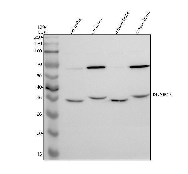 Western blot analysis of DNAJB13 using anti-DNAJB13 antibody (A15137)