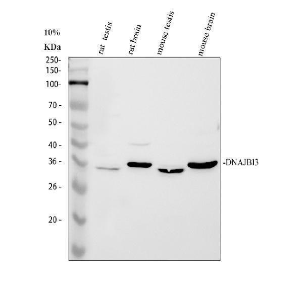 Western blot analysis of DNAJB13 using anti-DNAJB13 antibody (A15137)