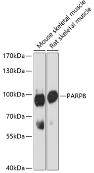 Western blot analysis of extracts of various cell lines, using PARP8 antibody  at 1:3000 dilution