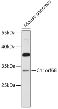 Western blot analysis of extracts of Mouse pancreas, using C11orf68 antibody  at 1:1000 dilution