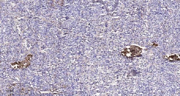 Immunohistochemical analysis of paraffin-embedded human spleen