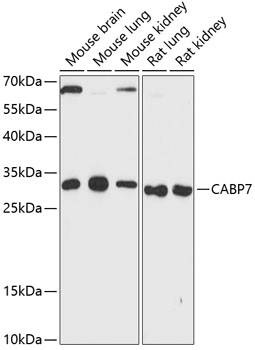 Western blot analysis of extracts of various cell lines, using CABP7 antibody  at 1:3000 dilution
