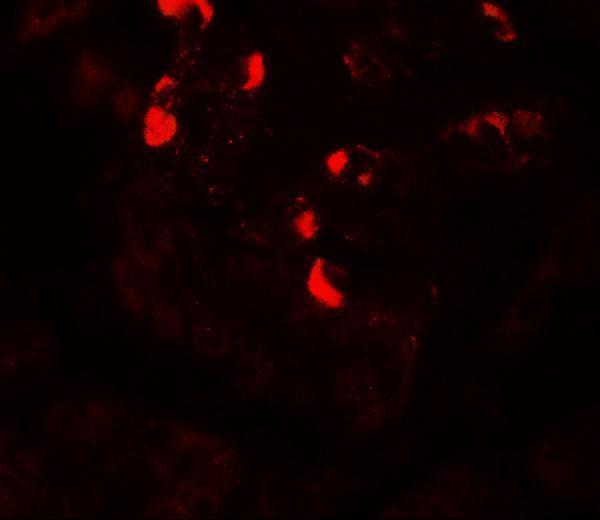 Immunofluorescence of GLIPR1L1 in human testis tissue with GLIPR1L1 antibody at 20 μg/mL
