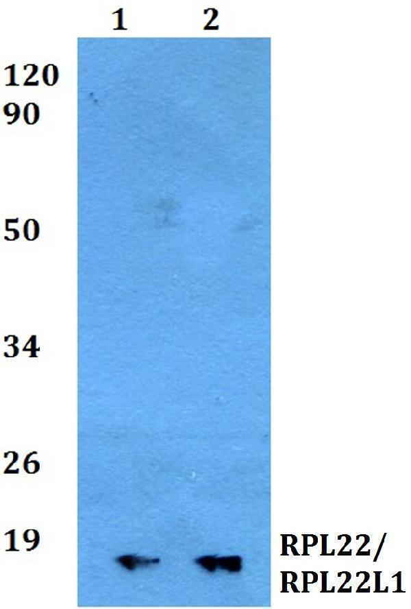 a15161 rpl22l1 primary antiboties wb testing 1