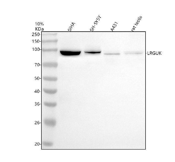 a15162 1 lrguk primary antibodies wb testing 1