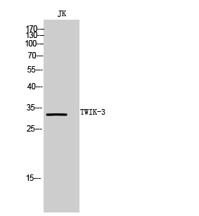 a15165 kcnk7 primary antibodies wb testing 1