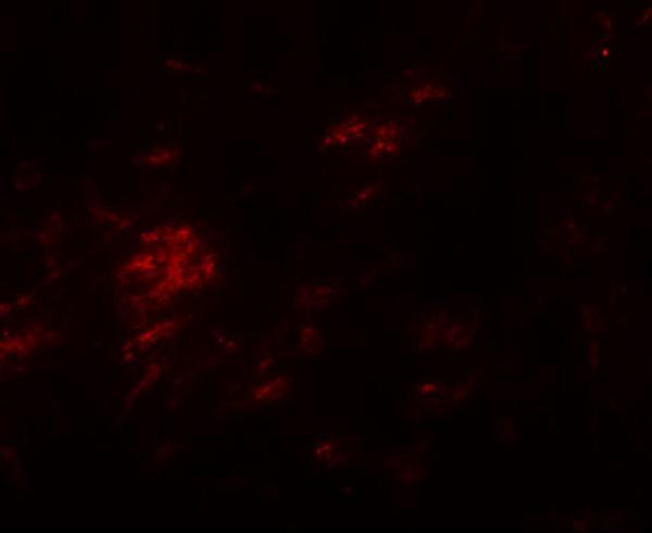 a15169 shisa9 primary antibodies if testing 3
