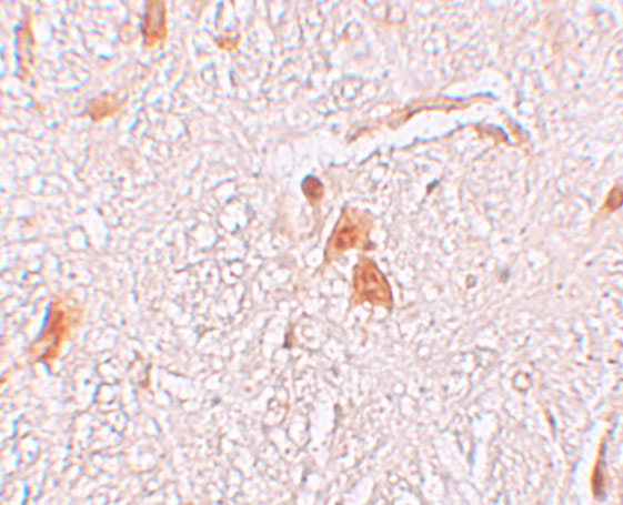 a15169 shisa9 primary antibodies ihc testing 2