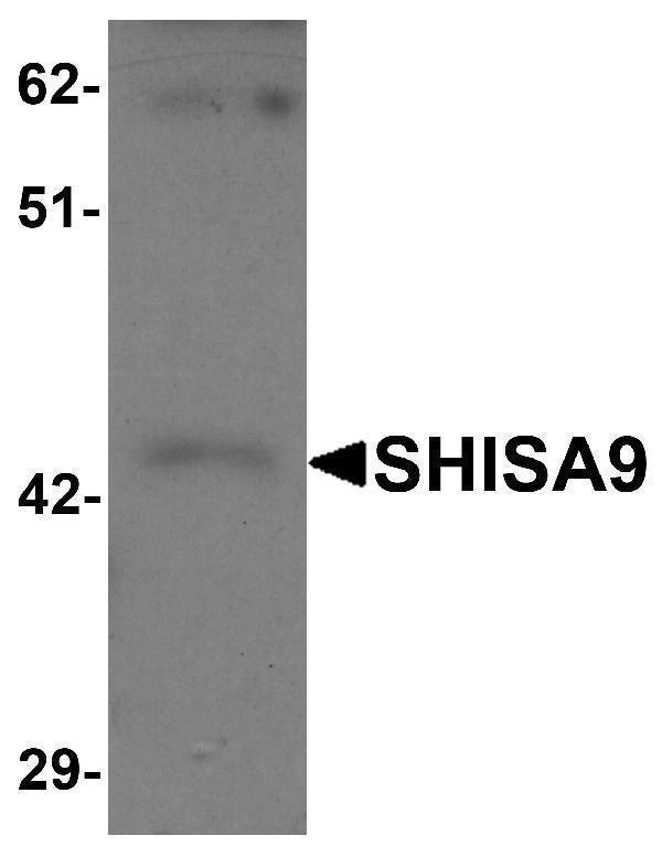 a15169 shisa9 primary antibodies wb testing 1