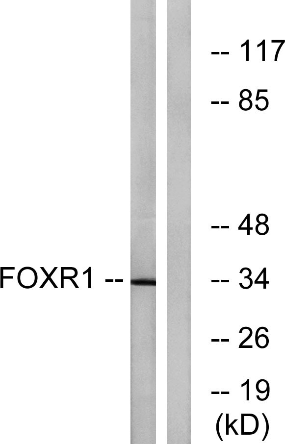 a15179 foxr1 primary antibodies wb testing 3